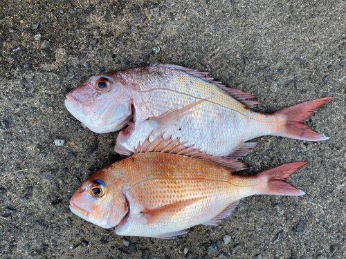 マダイの釣果