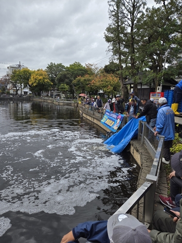 ヘラブナの釣果