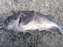 クロソイの釣果