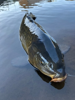 コイの釣果