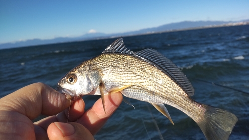 イシモチの釣果