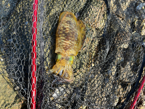 御所浦島