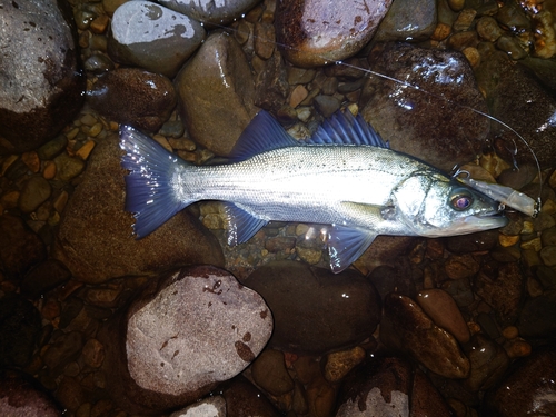 ヒラスズキの釣果