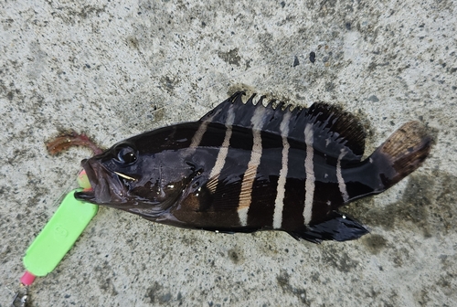 マハタの釣果