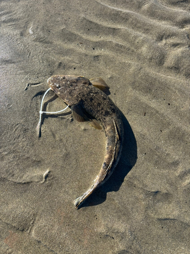 マゴチの釣果