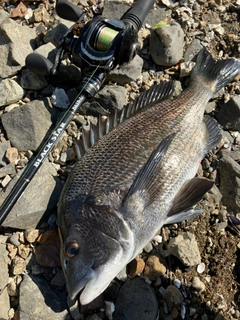 クロダイの釣果