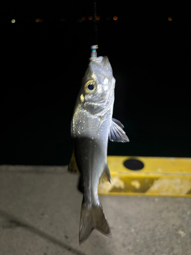 表浜名湖