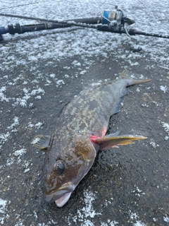 アイナメの釣果