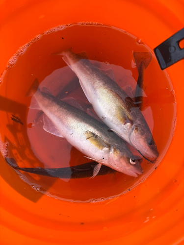 コマイの釣果