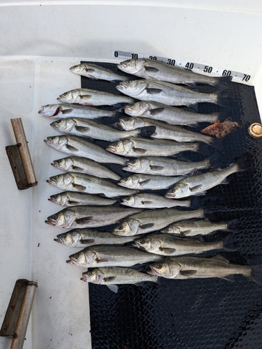 シーバスの釣果