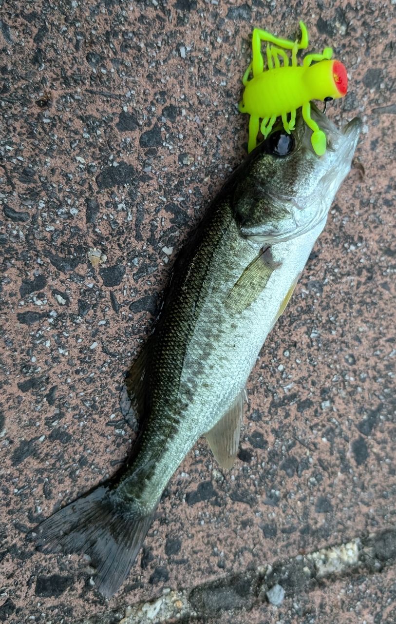 ブラックバス