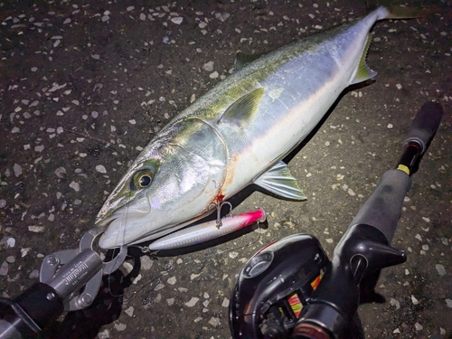 ヤズの釣果