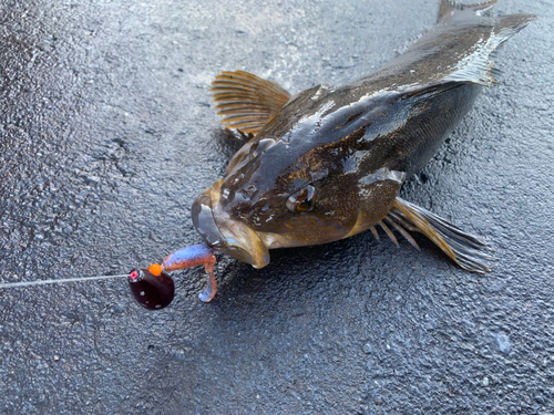 カレイの釣果