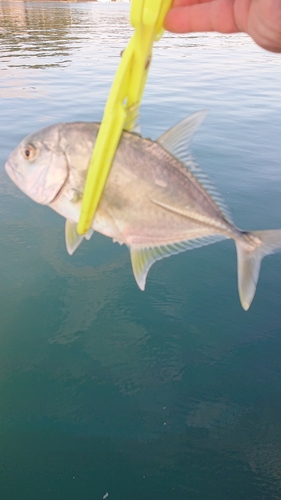 メッキの釣果