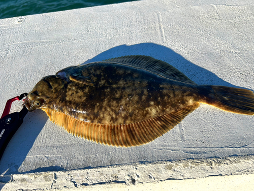 カレイの釣果