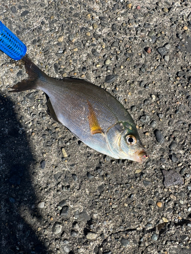 ウミタナゴの釣果