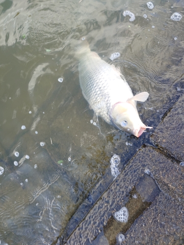 コイの釣果