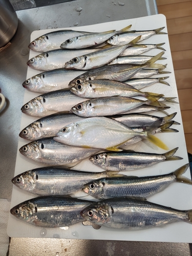 コノシロの釣果