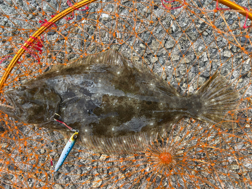 ヒラメの釣果