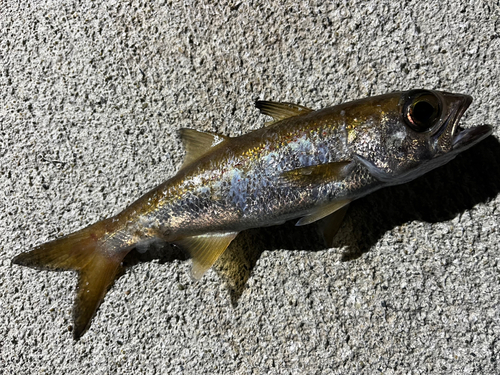 ムツの釣果