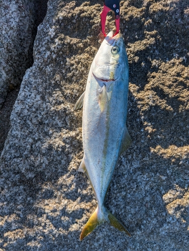 イナダの釣果