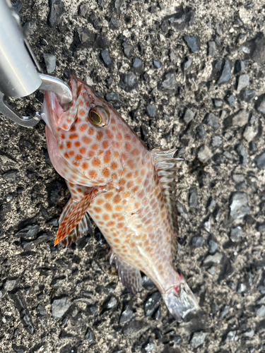 オオモンハタの釣果