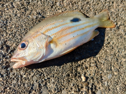 イッテンフエダイの釣果