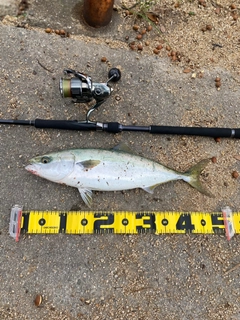 ハマチの釣果