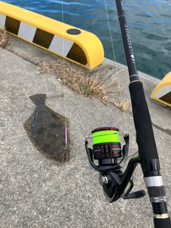 ヒラメの釣果