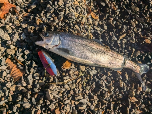 ヒメマスの釣果