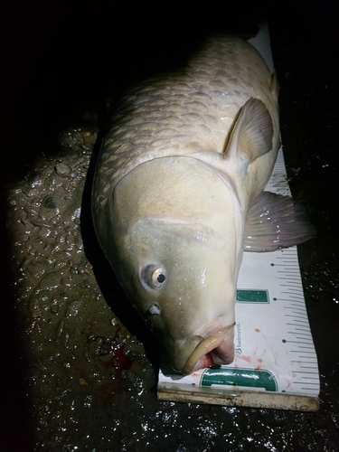 コイの釣果