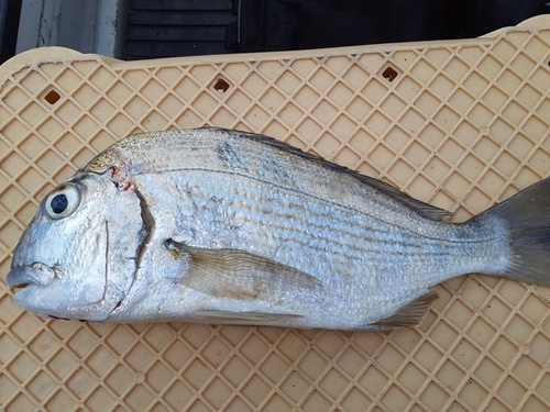 ヘダイの釣果