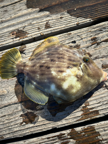 カワハギの釣果