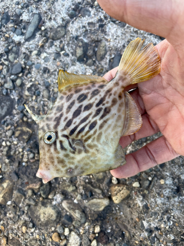 カワハギの釣果