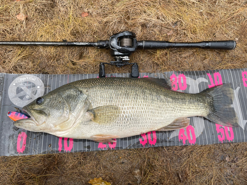 ラージマウスバスの釣果