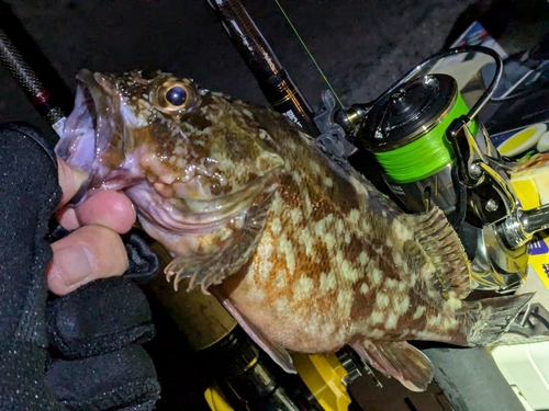 カサゴの釣果