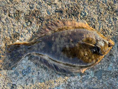 マコガレイの釣果