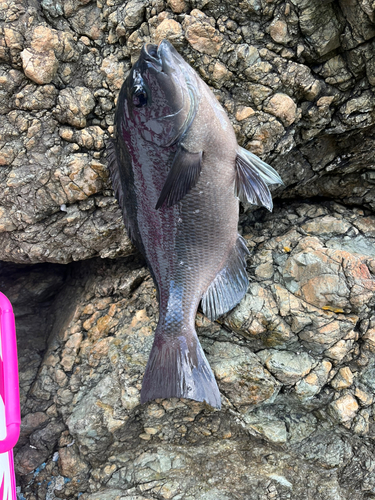 クチブトグレの釣果