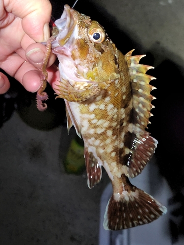 カサゴの釣果