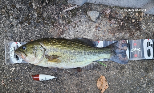 ブラックバスの釣果