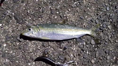 カタボシイワシの釣果