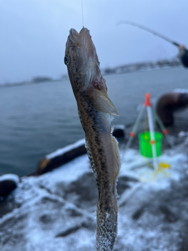 ハゼの釣果