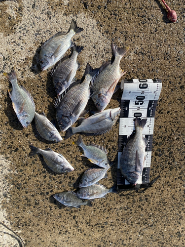 チヌの釣果