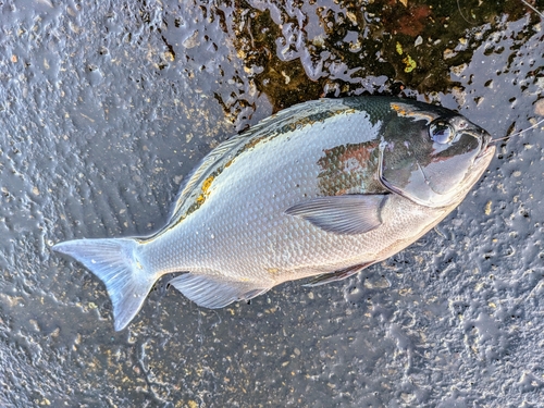 伊豆大島