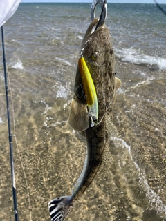 マゴチの釣果