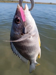 キビレの釣果