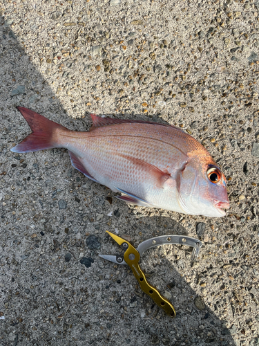 マダイの釣果