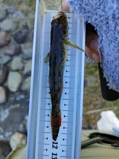 マハゼの釣果