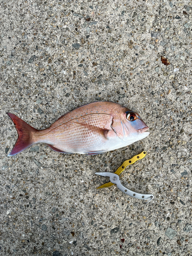 マダイの釣果