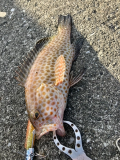 オオモンハタの釣果